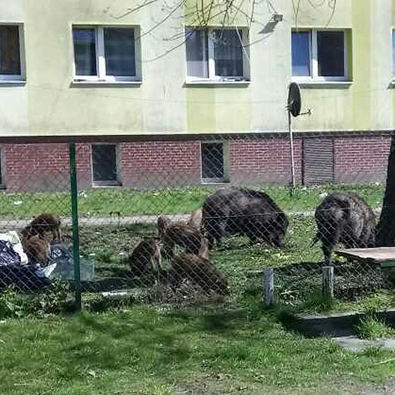 Integracyjny plac zabaw - dziki, dzieci...A gdzie rodzice?