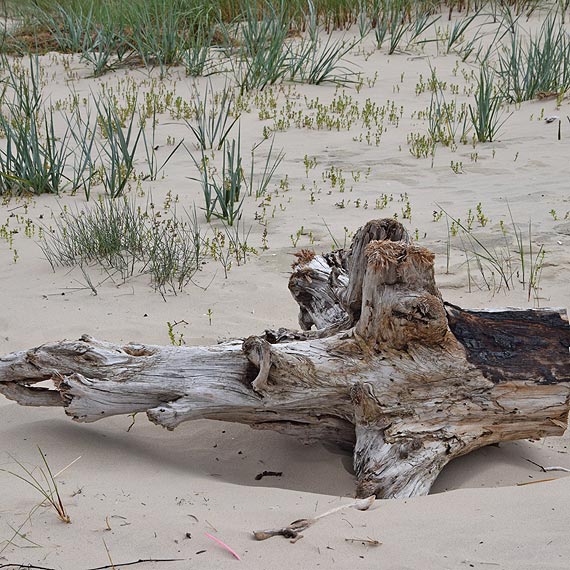 Więcej plaży na Warszowie. Rośnie nam nowa wydma