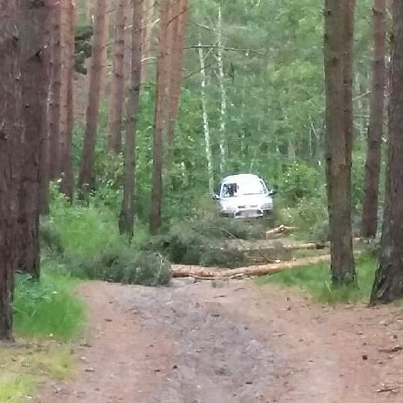 Na Wielkopolskiej drzewa lec jak zapaki. Czytelnicy pytaj o wycink