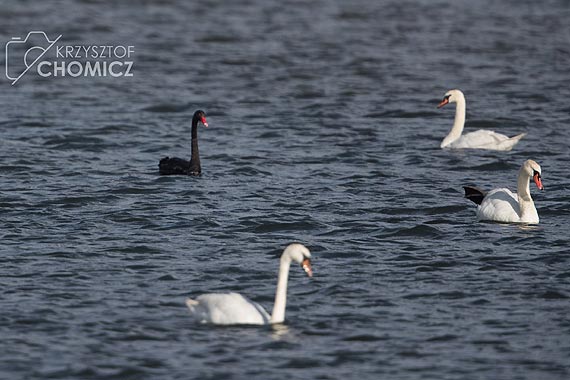 Nie widujemy ich zbyt często, teraz mamy okazję - czarny łabędź na plaży Warszów