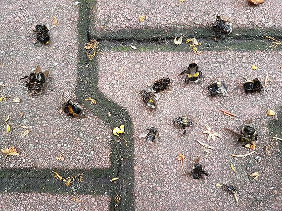Martwe trzmiele przy Wyspiańskiego. Pożyteczne owady padły, a komary nadal uprzykrzają życie mieszkańcom?