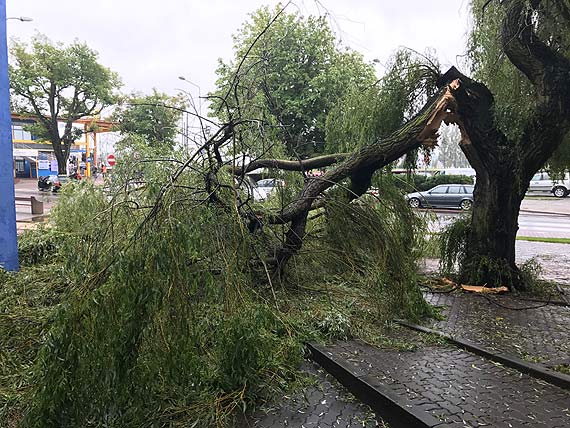 Silny wiatr i ulewa łamie drzewa i gałęzie! Strażacy interweniowali 12 razy!
