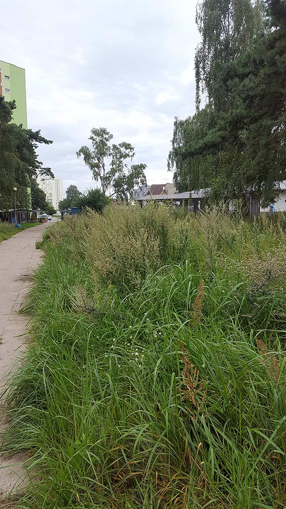 „Piękny” park na osiedlu Zachodnim - Czytelniczka pyta, kto o niego dba