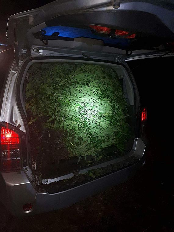 Zlikwidowana plantacja konopii indyjskich