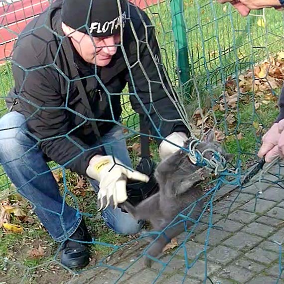 Przedmeczowa walka o ycie. Zobacz film!