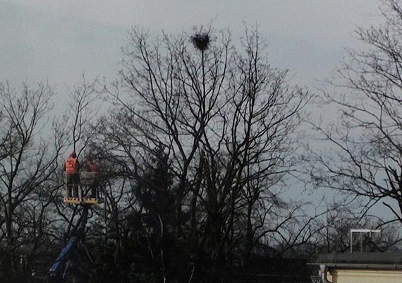 Czy listopad to odpowiedni czas na wycinkę drzew?