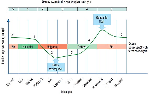 Czy listopad to odpowiedni czas na wycinkę drzew?