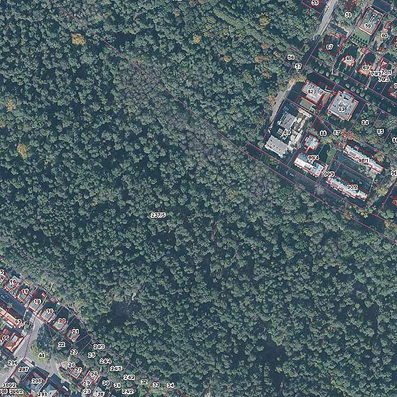 Czy czeka nas kolejna wycinka drzew w dzielnicy nadmorskiej? Nasz Czytelnik jest wyranie zaniepokojony   
