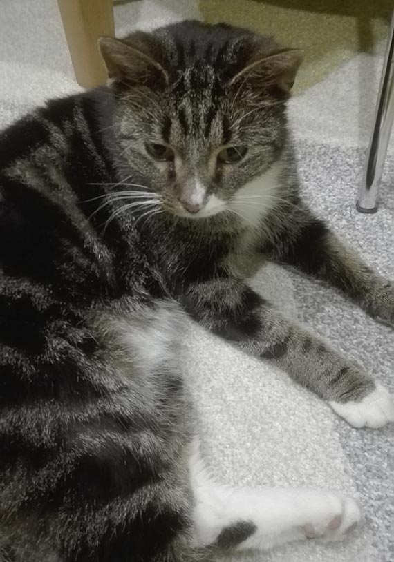 Szukamy wacicieli tego kotka