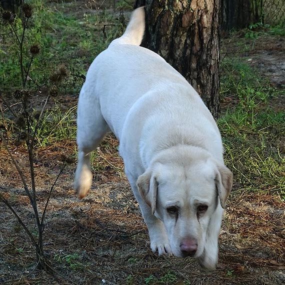 10-letni labrador Beza czeka w schronisku na swoich wacicieli