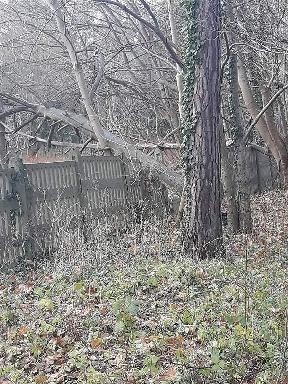 Kto celowo niszczy drzewa przy ulicy Sienkiewicza?