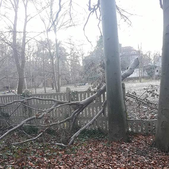 Kto celowo niszczy drzewa przy ulicy Sienkiewicza?