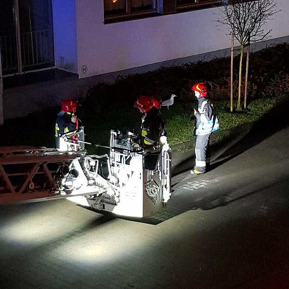 Mewa utkna w rynnie! Na pomoc ruszyli straacy