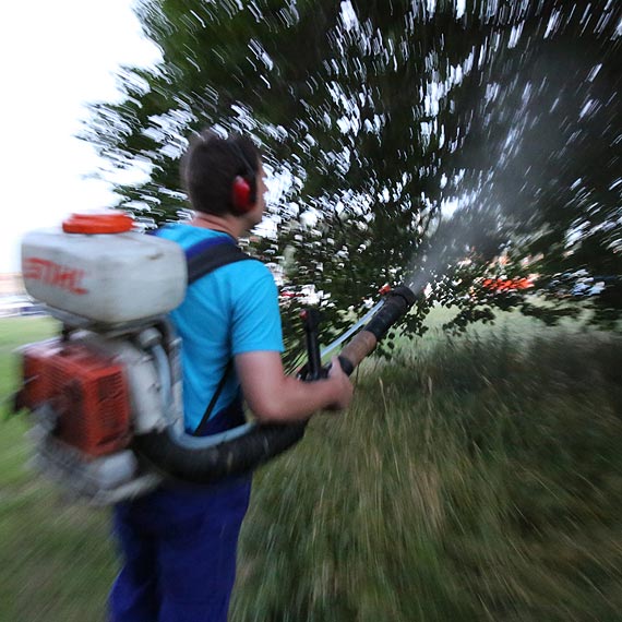 W kwietniu miasto rozpocznie wojn z komarami! Na ten cel przeznaczy 230 tysicy zotych