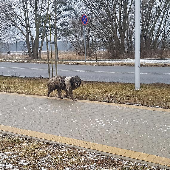 Zaniedbany i samotny piesek bka si przy przeprawie promowej