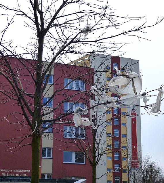 W winoujciu rosn drzewa przyszoci?