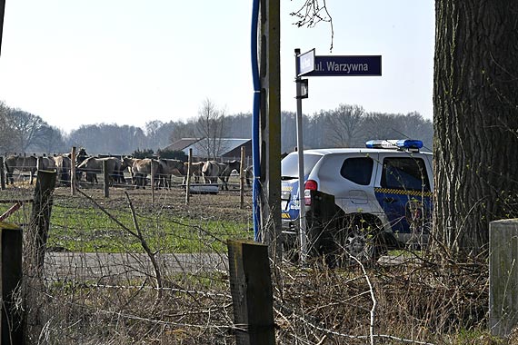 Nie udao si uratowa kolejnego konia z Karsiboru