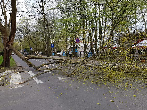 O krok od tragedii. Wielki konar upad na przejcie dla pieszych!