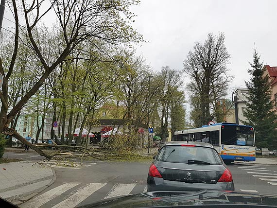O krok od tragedii. Wielki konar upad na przejcie dla pieszych!