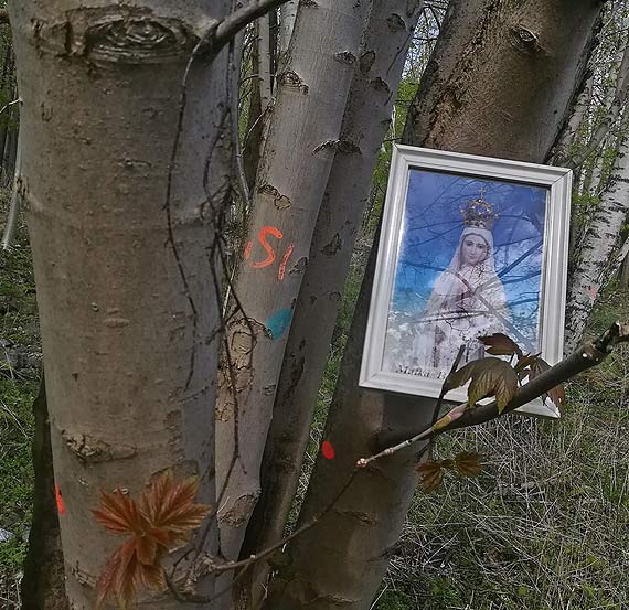 Rozpocza si wita wojna? Mieszkacy o ochron drzew modl si do Matki Boskiej