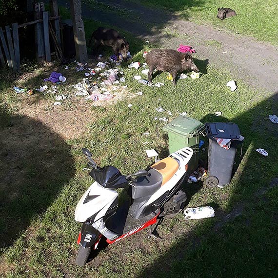 List otwarty mieszkańca Warszowa - problem obecności dzików wciąż pozostaje nierozwiązany!