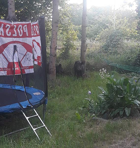 List otwarty mieszkańca Warszowa - problem obecności dzików wciąż pozostaje nierozwiązany!