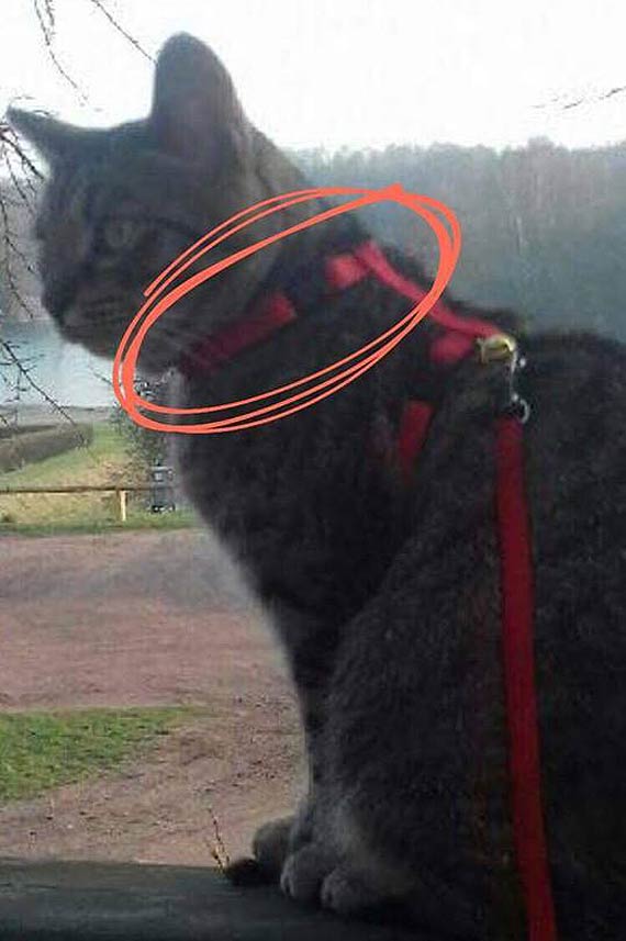 Wacicielka Puszka prosi o pomoc w odnalezieniu go!