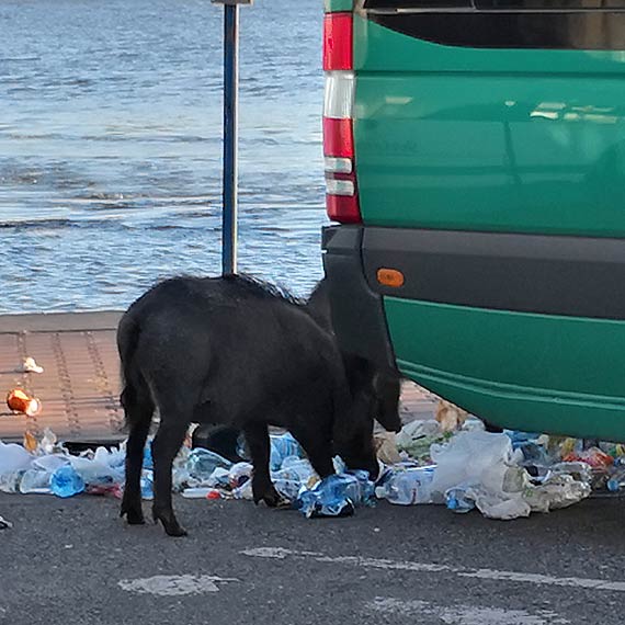 Dziki przejmuj Warszw!