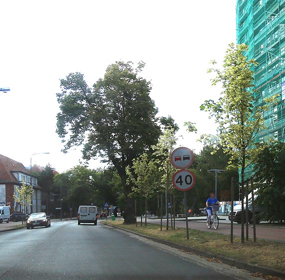 Drzewa schn na potg... Niedawno posadzone, teraz umieraj