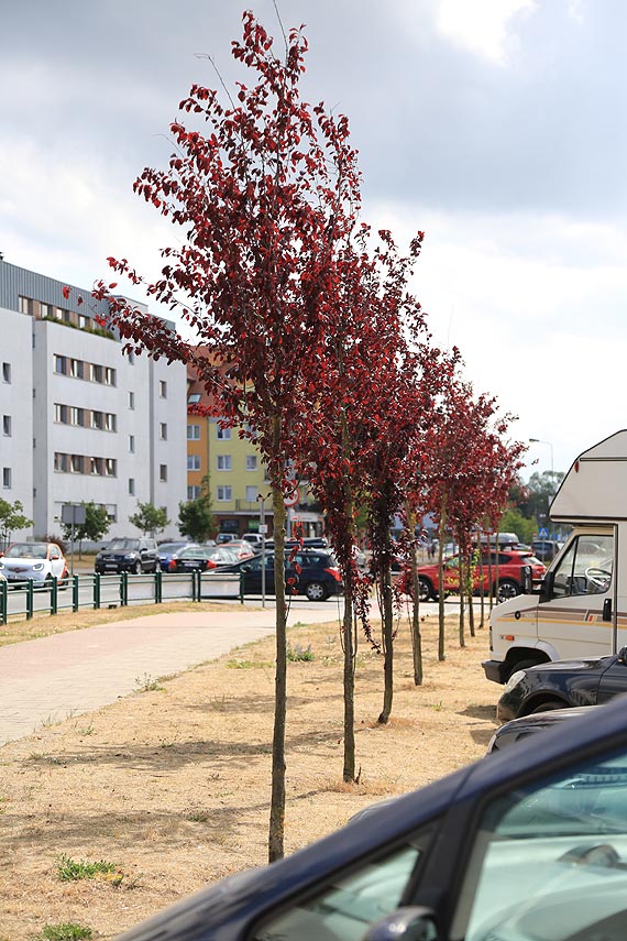 Wadze zezwalaj na wycinanie starych drzew, a modych nie potrafi upilnowa