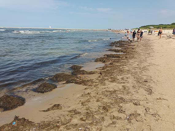 winoujska plaa caa w algach i wodorostach