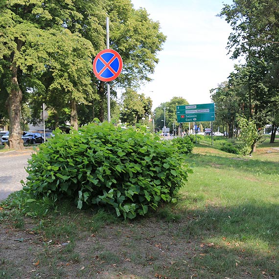Czy zamorduj je jeszcze raz!?