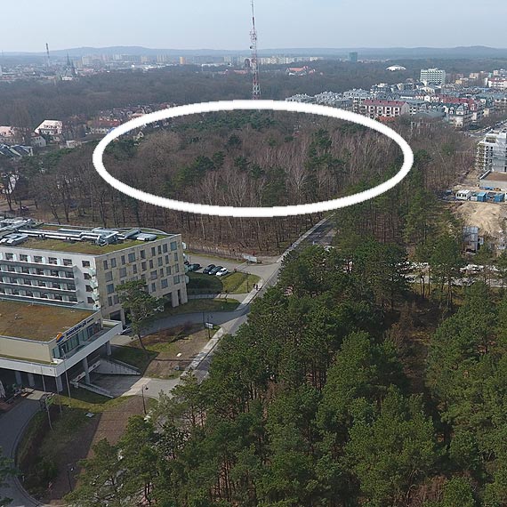 Szykuje si kolejna wycinka drzew nad morzem