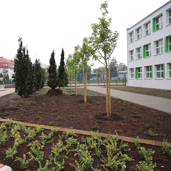 A jednak mona. Rozpoczy si nasadzenia przy SP nr 6