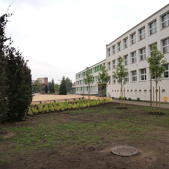Nowe drzewa i krzewy ozdobne, posadzone przy szkole nr 6 kosztoway 100 tysicy zotych