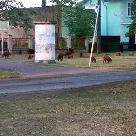 Mieszkaniec: Dziki opanoway Karsibr!