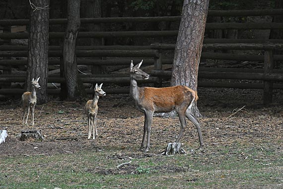 Podpisanie porozumienia pomidzy Woliskim Parkiem Narodowym, a Parkiem Narodowym Puszty Wgierskiej. Zobacz teledysk!