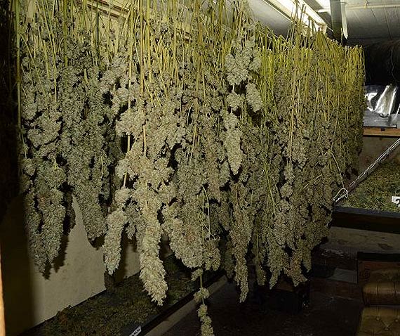 Zlikwidowana jedna z większych plantacji na terenie w tym roku