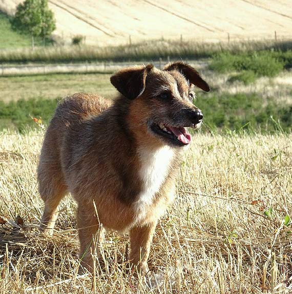 Wolin i okolice! Zagin piesek