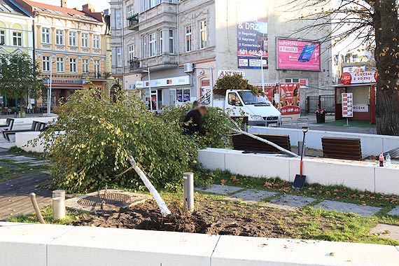 Wyrwali brzozy z korzeniami, posadz za to pancerne klony. Zobacz film!