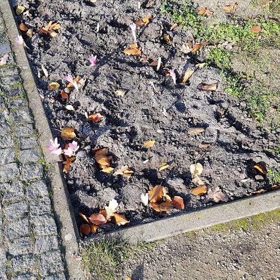 Czytelnik: Krokusy- nowe symbole jesieni?