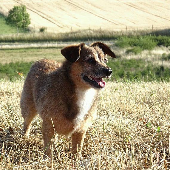 Piesek Sok nadal poszukiwany!