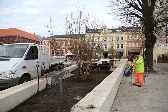 Klony wygrały z brzozami? Czytelnik: Są lepsze, niż krzaki, ale...
