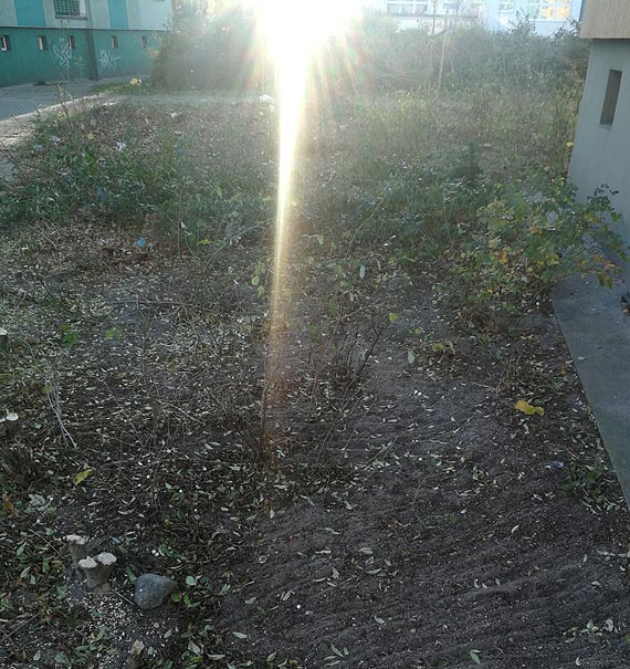 Czytelnik: Za dużo zieleni w mieście?