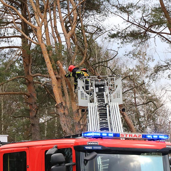 Silny wiatr uszkodzi drzewo. Trzeba byo wezwa straakw