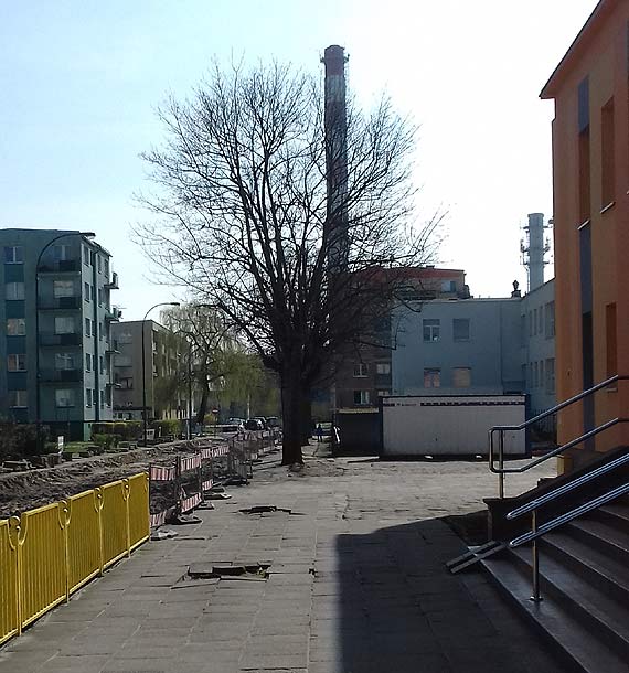 Wycili drzewa. Byo tam gniazdo