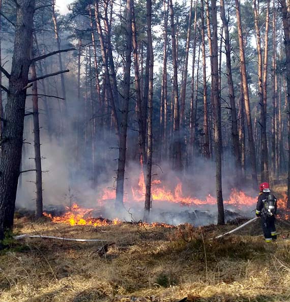 Pożary w lesie. Leśnicy latają samolotami