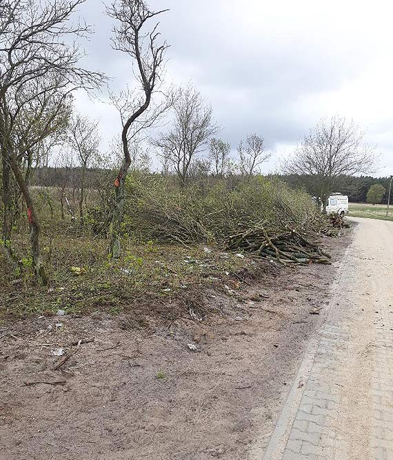 Kto usuwa drzewa rosnce przy ulicy Ogrodowej?
