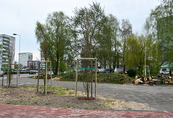 Buki zastąpiły spróchniałą wierzbę