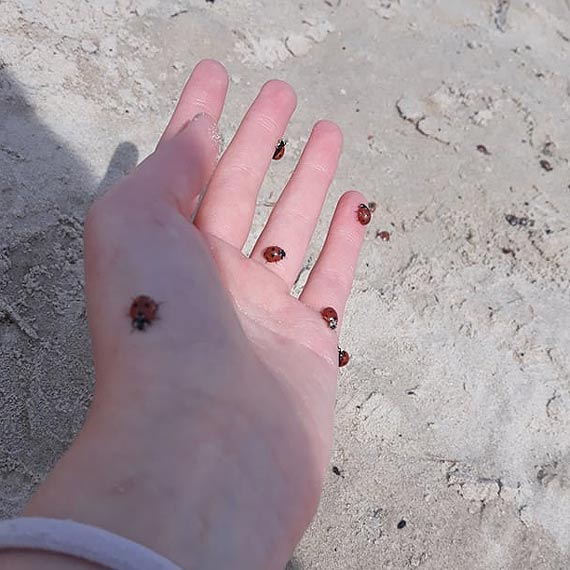 Wiosną przylatują nie tylko bociany. Inwazja biedronek na plaży!